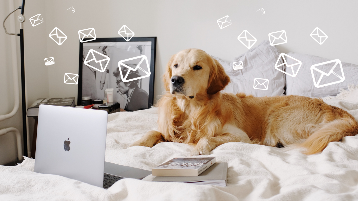 Dog Brand Contact Directory